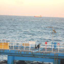 オリジナルメーカー海づり公園(市原市海づり施設) 釣果