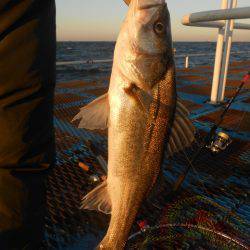 オリジナルメーカー海づり公園(市原市海づり施設) 釣果