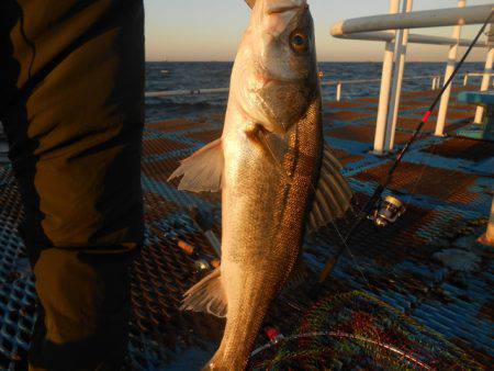 オリジナルメーカー海づり公園(市原市海づり施設) 釣果
