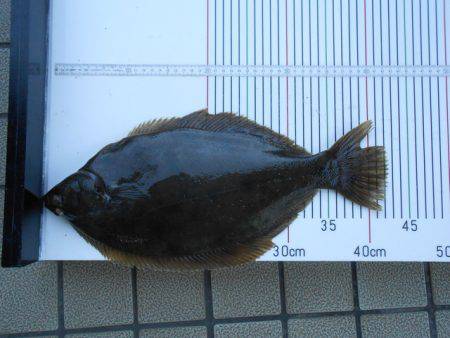 オリジナルメーカー海づり公園(市原市海づり…