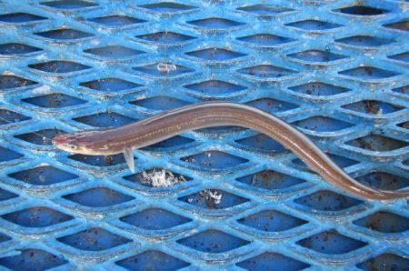 オリジナルメーカー海づり公園(市原市海づり施設) 釣果