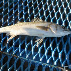 オリジナルメーカー海づり公園(市原市海づり施設) 釣果