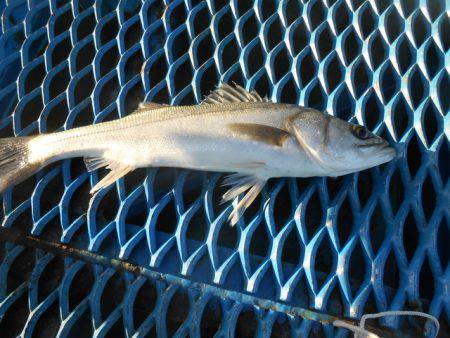 オリジナルメーカー海づり公園(市原市海づり…