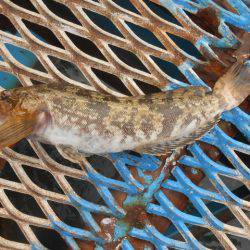 オリジナルメーカー海づり公園(市原市海づり施設) 釣果