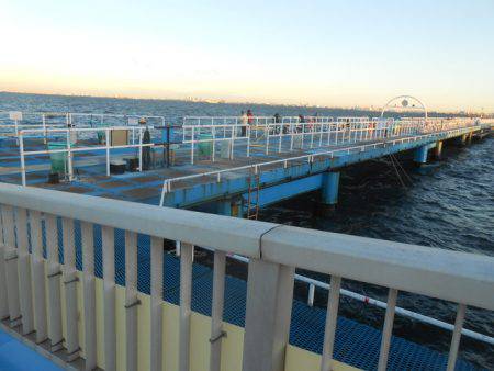 オリジナルメーカー海づり公園(市原市海づり施設) 釣果