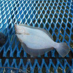 オリジナルメーカー海づり公園(市原市海づり施設) 釣果
