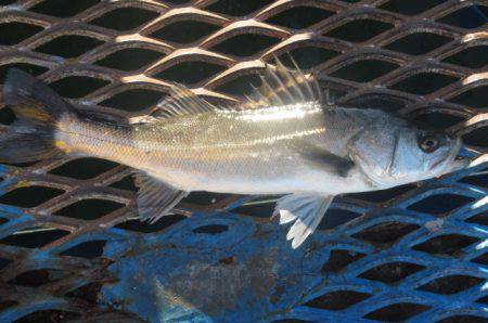 オリジナルメーカー海づり公園(市原市海づり施設) 釣果