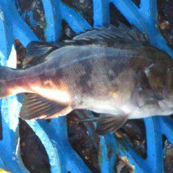 オリジナルメーカー海づり公園(市原市海づり施設) 釣果