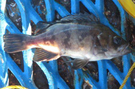 オリジナルメーカー海づり公園(市原市海づり施設) 釣果