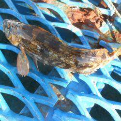 オリジナルメーカー海づり公園(市原市海づり施設) 釣果