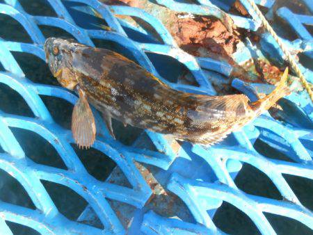 オリジナルメーカー海づり公園(市原市海づり施設) 釣果