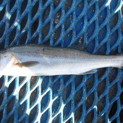 オリジナルメーカー海づり公園(市原市海づり施設) 釣果