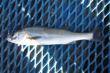 オリジナルメーカー海づり公園(市原市海づり施設) 釣果