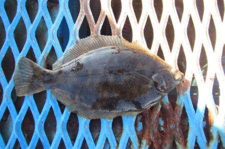 オリジナルメーカー海づり公園(市原市海づり…