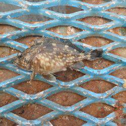 オリジナルメーカー海づり公園(市原市海づり施設) 釣果