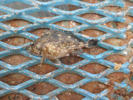 オリジナルメーカー海づり公園(市原市海づり施設) 釣果