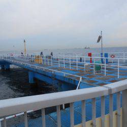 オリジナルメーカー海づり公園(市原市海づり施設) 釣果