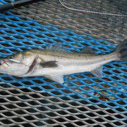 オリジナルメーカー海づり公園(市原市海づり施設) 釣果