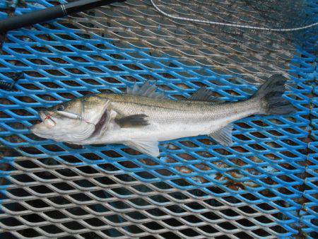 オリジナルメーカー海づり公園(市原市海づり施設) 釣果