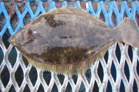 オリジナルメーカー海づり公園(市原市海づり…