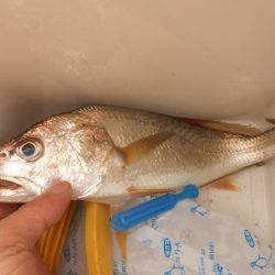 オリジナルメーカー海づり公園(市原市海づり施設) 釣果