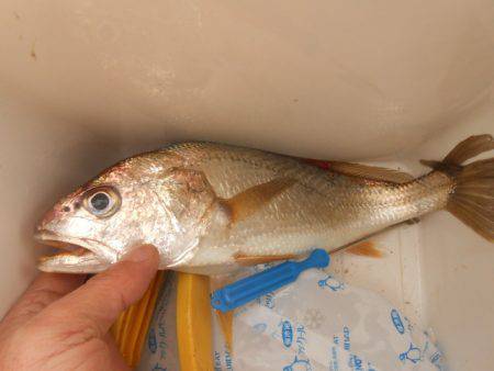 オリジナルメーカー海づり公園(市原市海づり施設) 釣果