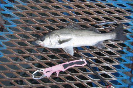 オリジナルメーカー海づり公園(市原市海づり…