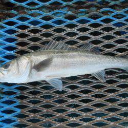 オリジナルメーカー海づり公園(市原市海づり施設) 釣果