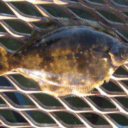 オリジナルメーカー海づり公園(市原市海づり施設) 釣果