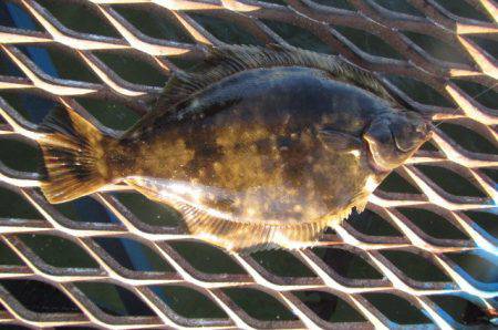 オリジナルメーカー海づり公園(市原市海づり…