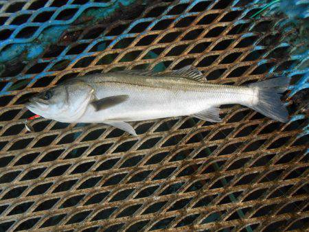 オリジナルメーカー海づり公園(市原市海づり…