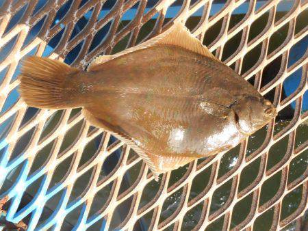 オリジナルメーカー海づり公園(市原市海づり施設) 釣果