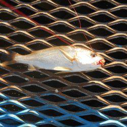 オリジナルメーカー海づり公園(市原市海づり施設) 釣果