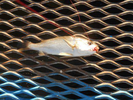 オリジナルメーカー海づり公園(市原市海づり施設) 釣果