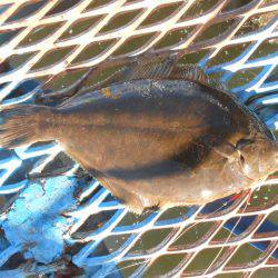 オリジナルメーカー海づり公園(市原市海づり施設) 釣果