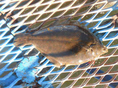 オリジナルメーカー海づり公園(市原市海づり…