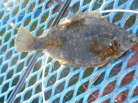オリジナルメーカー海づり公園(市原市海づり施設) 釣果
