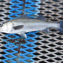 オリジナルメーカー海づり公園(市原市海づり施設) 釣果