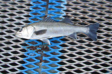 オリジナルメーカー海づり公園(市原市海づり…