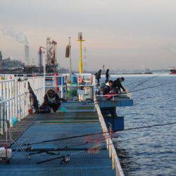 オリジナルメーカー海づり公園(市原市海づり施設) 釣果