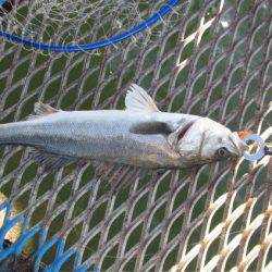 オリジナルメーカー海づり公園(市原市海づり施設) 釣果