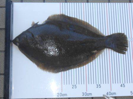 オリジナルメーカー海づり公園(市原市海づり…