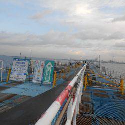 オリジナルメーカー海づり公園(市原市海づり施設) 釣果