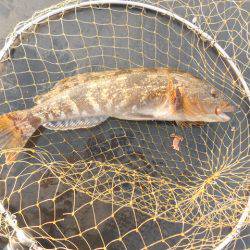 オリジナルメーカー海づり公園(市原市海づり施設) 釣果