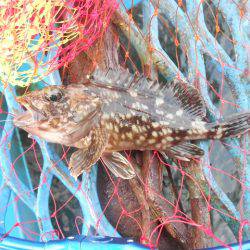 オリジナルメーカー海づり公園(市原市海づり施設) 釣果