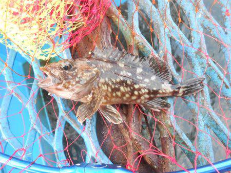 オリジナルメーカー海づり公園(市原市海づり施設) 釣果
