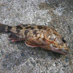 大阪南港海つり公園 釣果