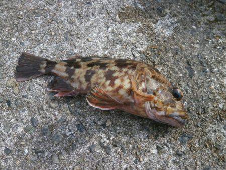 大阪南港海つり公園 釣果