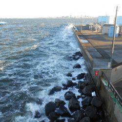 オリジナルメーカー海づり公園(市原市海づり施設) 釣果