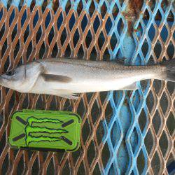 オリジナルメーカー海づり公園(市原市海づり施設) 釣果